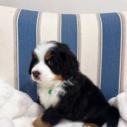 Bernese Mountain Dog Puppies from Red Bridge Berners