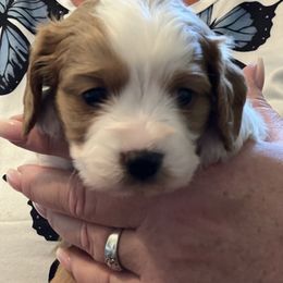 Storm - Red male Cavapoo puppy in Columbus, Montana from Montanas Mountain Bernedoodles
