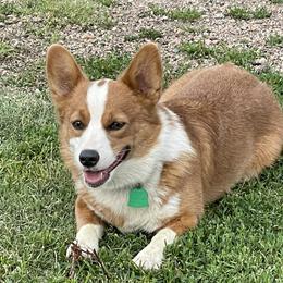 Jinx - Pembroke Welsh Corgi