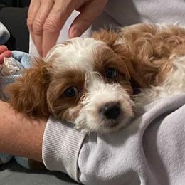 Rumi - Blenheim female Cavapoo puppy in Conklin, Michigan from Lake Michigan Couture Cavapoos & Cockapoos