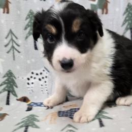 Boy - Tri-color male Border Collie puppy in Pennsylvania from Winter Creek Border Collies