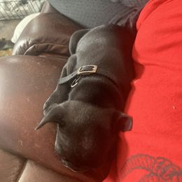 "Nappin’" Companion Cross Puppies from Antelope Creek Frenchtons