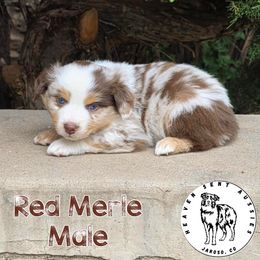 Alec - Red merle male Miniature Australian Shepherd puppy in Jaroso, Colorado from Heaven Sent Aussies