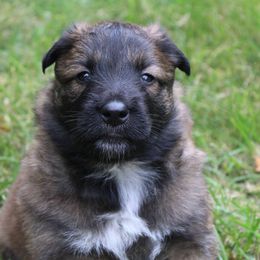Come and Claim Me - Mahogany and black female Belgian Tervuren puppy in Vershire, Vermont from Chocorua Working Belgians