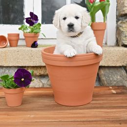 Golden Retriever Puppies from Lovasi Goldens