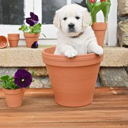Golden Retriever Puppies from Lovasi Goldens