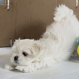 Platinum Dunes Archibald the Adorable (aka Archie). - White male Maltese puppy in North Carolina from Platinum Dunes Maltese Kennel