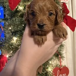 Ariel - Red  female Goldendoodle puppy in Ashland, Kentucky from Still Waters Farm
