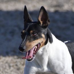 SAVY - Rat Terrier