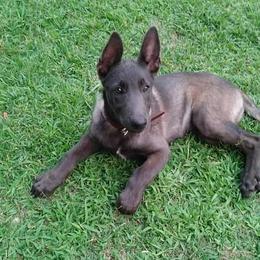 Belgian Malinois and Boston Terrier All Grown Up from SB Bostons / Raksha Malinois