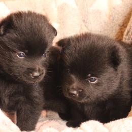 Schipperke Puppies from Walking Hart Schipperkes