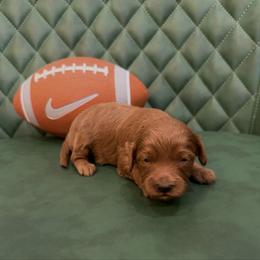 Rivers - Red male Cavapoo puppy in Central, Arizona from Desert Valley Doodles