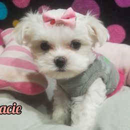 Maltese Puppies from Michigan Maltese Puppies
