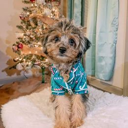 Aussiedoodle, Australian Shepherd, Bernedoodle, Cockapoo, and Poodle Puppies from Sis' Doodles & Poodles