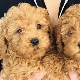Goldendoodles from Life is Golden with a Doodle