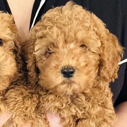 Goldendoodles from Life is Golden with a Doodle