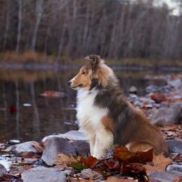 Shetland Sheepdog puppies from Adiame Kennels