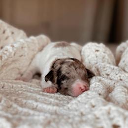 Sequoia, Girl - Chocolate merle female Bernedoodle puppy in Maricopa, Arizona from Desert Ridge Doodles
