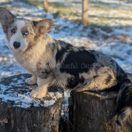 Pearl - Cardigan Welsh Corgi