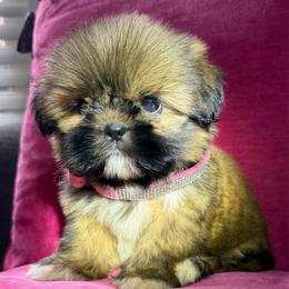 Hazel - Sable female Shih Tzu puppy in Taylorsville, North Carolina from Feather & Tail Acres
