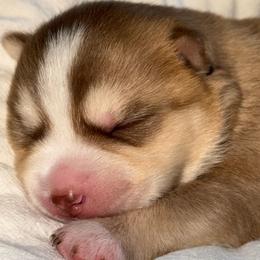 Chevy - Red and white male Pomsky puppy in Greenfield, Minnesota from SRF Pomskies