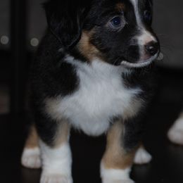 Miniature American Shepherd and Miniature Australian Shepherd Puppies from Fuzy Butts Mini & Toy Aussies