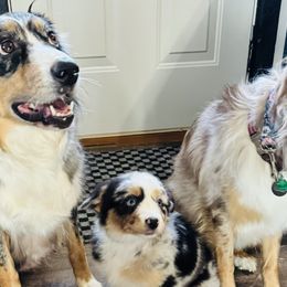 Aussiedoodles and Australian Shepherds from Homestead Aussies & Doodles