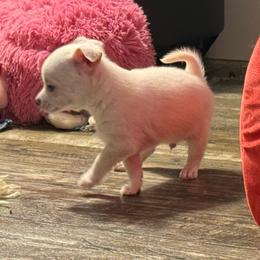 White boy price: 4,300 - White male Chihuahua puppy in Summerfield, Florida from Uey’s Chihuahuas