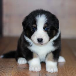 Grace - Black tri-color female Australian Shepherd puppy in Belton, Texas from Brilliant Beautiful Australian Shepherds