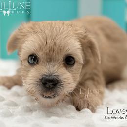 Lovey - Merle female Morkie puppy in Scottsdale, Arizona from Lil Luxe Pups