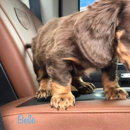 Dachshund Puppies from Hounds by Mishelle