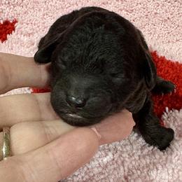 Purple - Phantom female Poodle puppy in Simms, Texas from Donna’s Aussies & Pink Heart Poodles