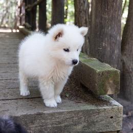 Pomsky Puppies from New World Pomskies