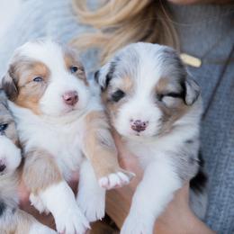 Australian Shepherd Puppies from Boise Aussie Paws