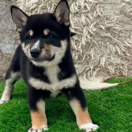Hoka - Black and tan male Shiba Inu puppy in Chelsea, Oklahoma from Elite Puppies of Oklahoma, LLC