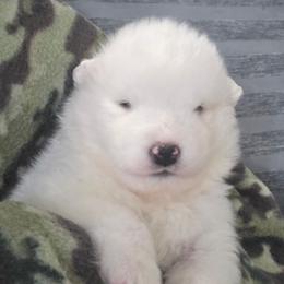 Green boy - White and biscuit male Samoyed puppy in Elwell, Michigan from Limelight Samoyeds