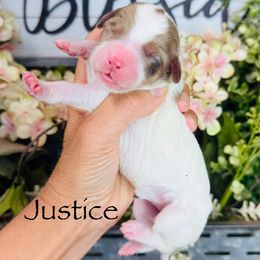 Justice - Brown female Pyredoodle puppy in Bowling Green, Ohio from FDF Pyredoodles & Bernedoodles