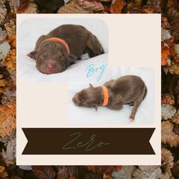 Zero - Red tri-color male Australian Shepherd puppy in Cleburne, Texas from Hudson Farm