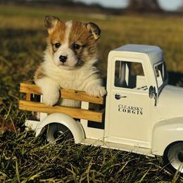 Kevin - Red male Pembroke Welsh Corgi puppy in Sheldon, Missouri from Clearsky Corgis