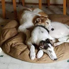 Borzoi Puppies from Hounds of Laureate