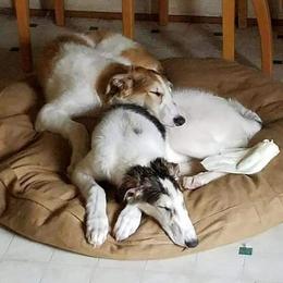 Borzoi Puppies from Hounds of Laureate