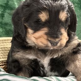 Hayden - Tri-color male Bernedoodle puppy in Phelan, California from PuppyPaws4U