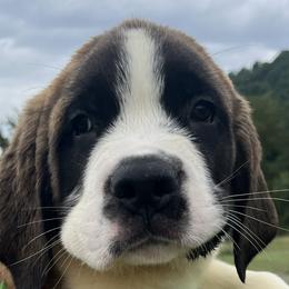 Girl 1 - Saint Bernard puppy in Virginia from Mountain Star Farm VA Saint Bernard