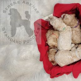 Poodle Puppies from Serene Arenas' Standard Poodles