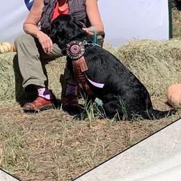 Labrador Retriever puppies from Bristol Bay Labradors