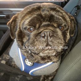 Ebenezer - Pug