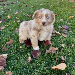 Macallan - Red merle male Miniature Australian Shepherd puppy in California from Eagle River Aussies