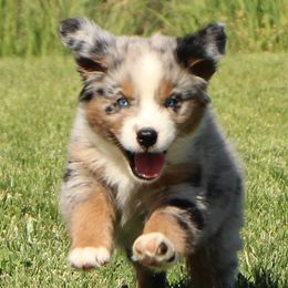 Miniature Australian Shepherds from Oak Tree Mini Aussies