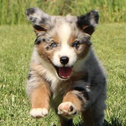 Miniature Australian Shepherds from Oak Tree Mini Aussies