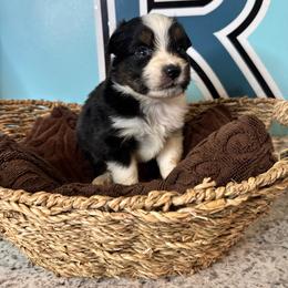 Blk Tri boy - Black tri male Toy Australian Shepherd puppy in Oklahoma City, Oklahoma from Faith River Aussies